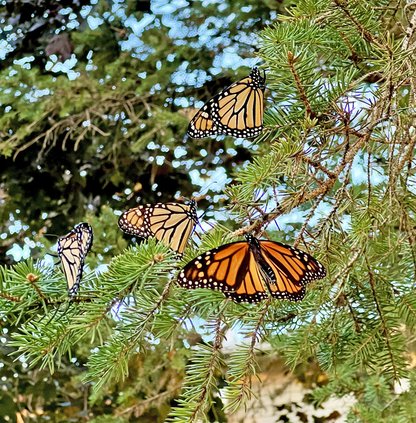 Monarchs 1