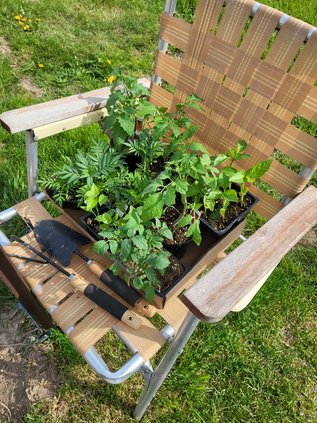 Plants on chair