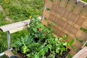 Plants on chair
