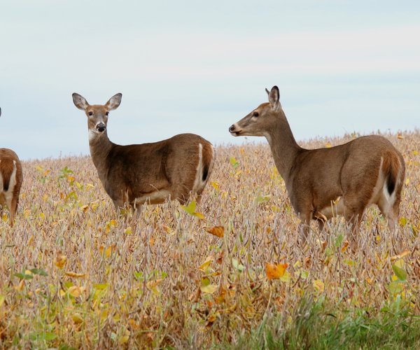 Whitetail Doe Deer