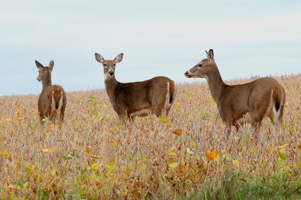 Whitetail Doe Deer