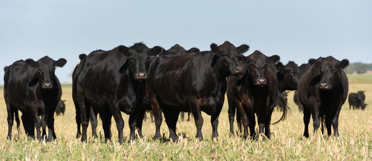 angus cows
