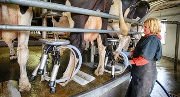 cows milking
