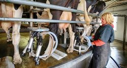 cows milking