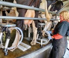 cows milking