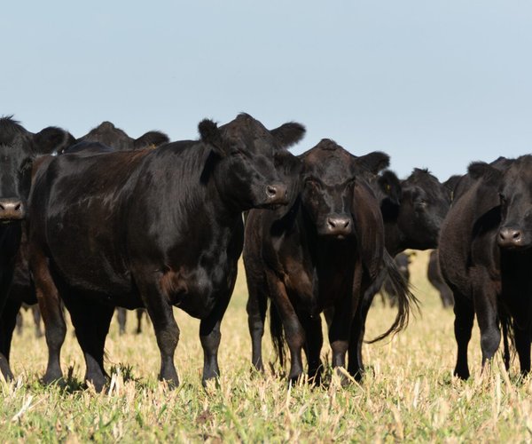 angus cows