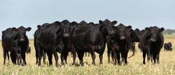angus cows