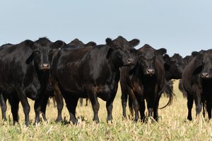 angus cows
