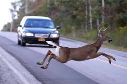 car deer crash