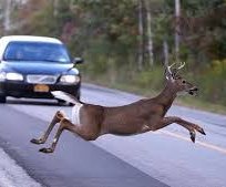car deer crash