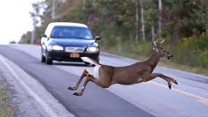 car deer crash