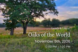Oaks of the World