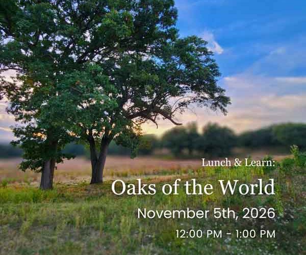 Oaks of the World