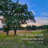 Oaks of the World